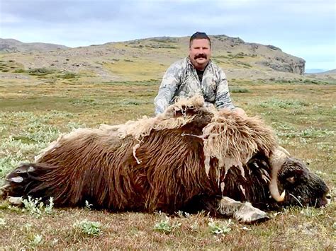 (EN) Musk-ox and caribou hunting in Greenland | ProfiHunt : ProfiHunt