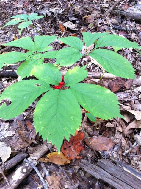 Ginseng | Medicinal plants, Wild plants, Wild medicine