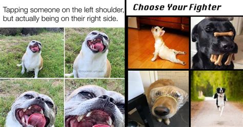 Funniest Dog Memes for Canine Enthusiasts (June 29, 2023) - Memebase - Funny Memes