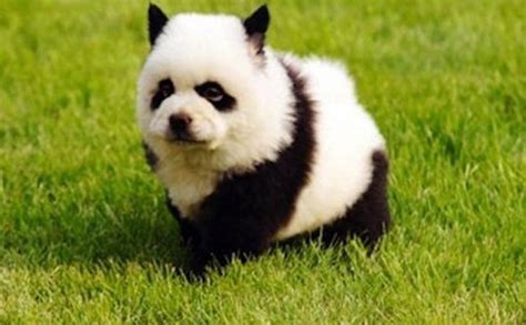 Panda Dog. Dogs that look exactly like Pandas! Chow Chow dyed to look like Pandas in 2021 ...