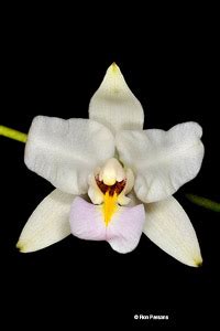 Mexican Laelia Species