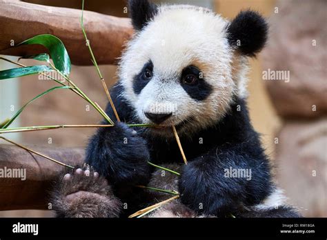 Cute Panda Baby Eating