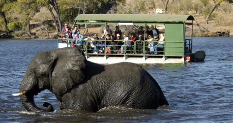 Chobe River | Botswana Safari