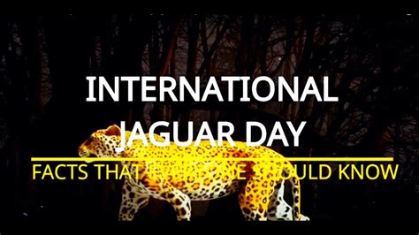 The Untold Story of international jaguar day - YouTube