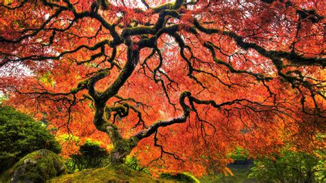 Japanese Maple Tree Wallpapers - Top Free Japanese Maple Tree ...