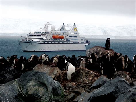 Cruise lands guests right into Antarctic wildlife