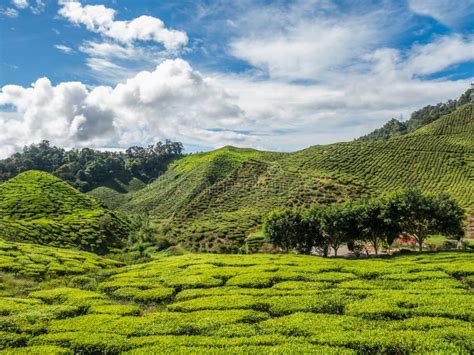 Tea Plantation in the Cameron Highlands Stock Photo - Image of hill, highland: 77752510