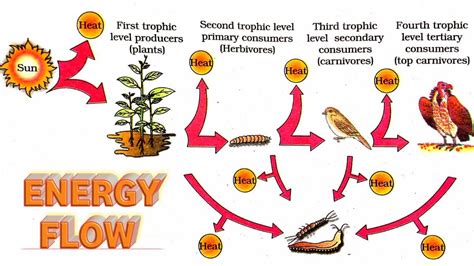 Ecosystem, Energy Flow, 10% Law, PAR - YouTube