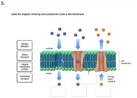 Label the diagram showing how substances cross a cell membrane. Simple diffusion outside Active ...