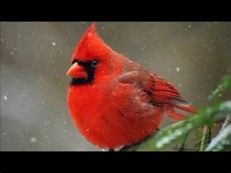 BEST CARDINAL bird song chant cardinal - YouTube