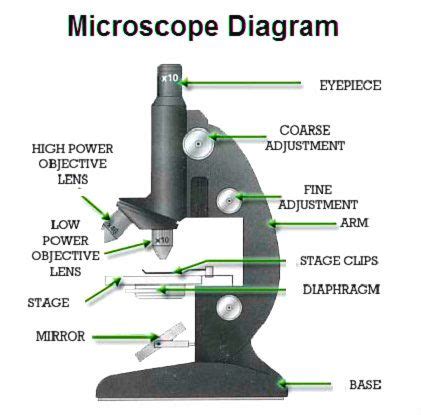 Parts Of A Microscope Labeled