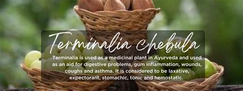 Terminalia Chebula- Health Benefits, Uses and Important Facts ...