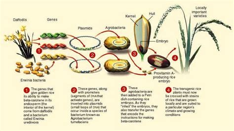 Nobel laureates urge Greenpeace to stop anti-GMO campaigns