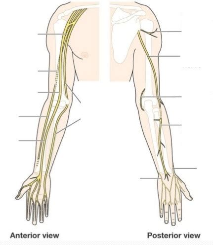 Nerves of the upper limb and their functions Diagram | Quizlet