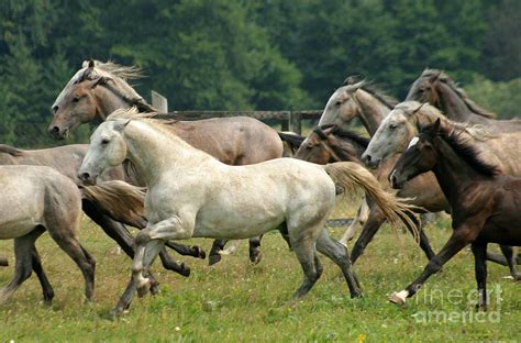 Lipizzan Horses Photograph by Ang El | Fine Art America