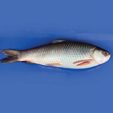 Buy Fresh Rui Fish Online at Low Price in Dhaka, Bangladesh