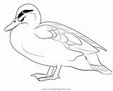 Pacific Black Duck Stand Coloring Page For Kids  Free Ducks Printable sketch template