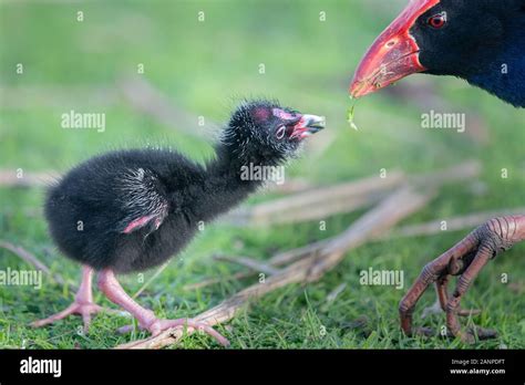 Mother Pukeko Australasian swamphen feeding her baby at Western Springs Stock Photo - Alamy