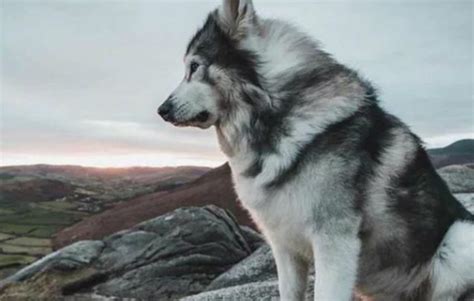 'Game Of Thrones' Direwolf, Odin, Dies At Age 10