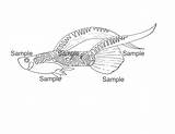 Guppy Coloring Page  Vrogueco sketch template
