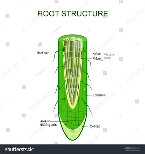 Plant Root Cell