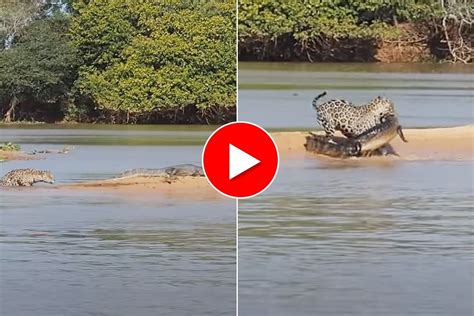 Viral Video: Jaguar Hunts Crocodile By Swimming in the Most Sneaky Way. Watch