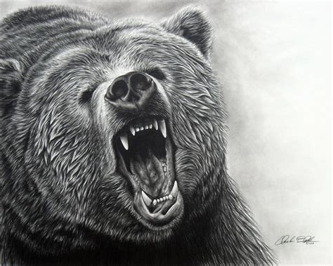 Realistic Grizzly Bear Drawing