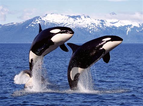 Featured Animal: Killer Whale (aka Orca) - Animal Fact Guide