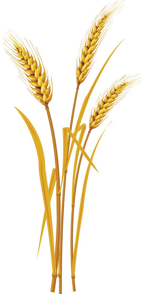 Wheat PNG, Wheat Transparent Background - FreeIconsPNG