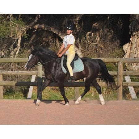 Giddy Up Riding School - Horse Riding - 1613A Thomas Rd - Oakford