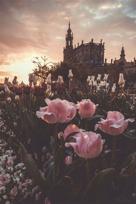 Rose Aesthetic Landscape Backgrounds / Search your top hd images for your phone, desktop or ...