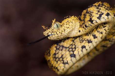 Atheris ceratophora | Horned Bush Viper - Atheris ceratophor… | Thor Hakonsen | Flickr