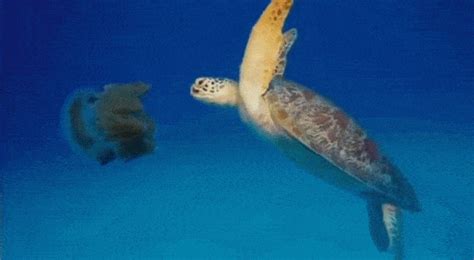 Leatherback Sea Turtle GIFs - Find & Share on GIPHY