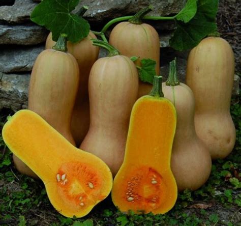 Cara Budidaya Labu Madu (Butternut Squash) - BibitBunga.com