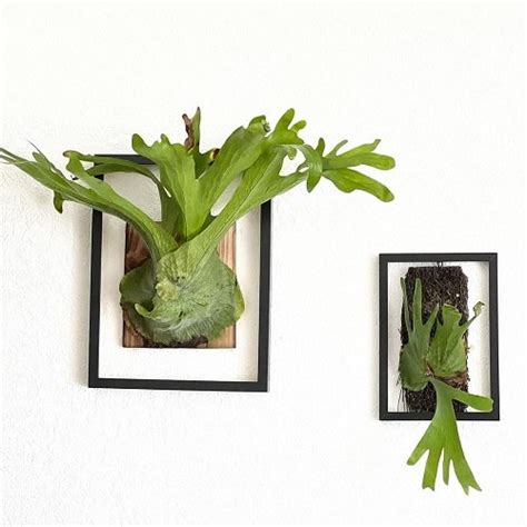 15 Spectacular Staghorn Fern Varieties | Balcony Garden Web