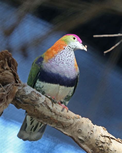 Pictures and information on Superb Fruit-Dove