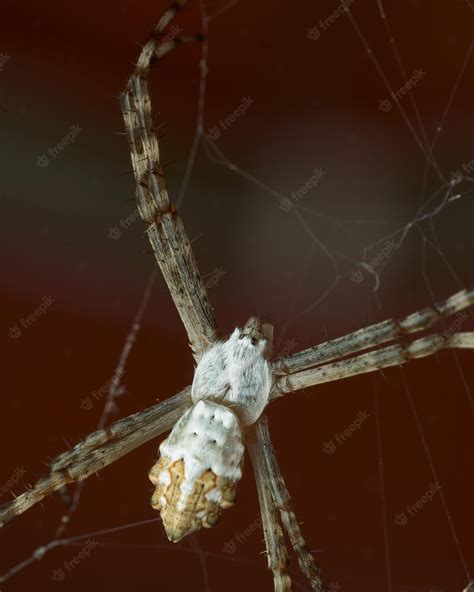 Premium Photo | White spider in its spider web