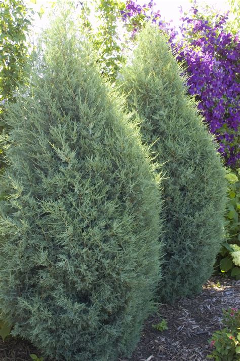 Juniper, Medora - A+ Garden Center | Duluth, Minnesota | Plants, Trees ...