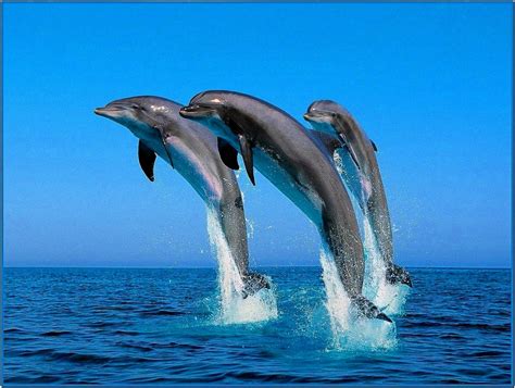 3D Dolphin Screensaver Windows 7 - Download-Screensavers.biz