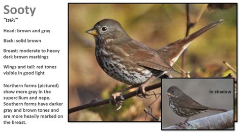 The basics of Fox Sparrow identification | The Cottonwood Post