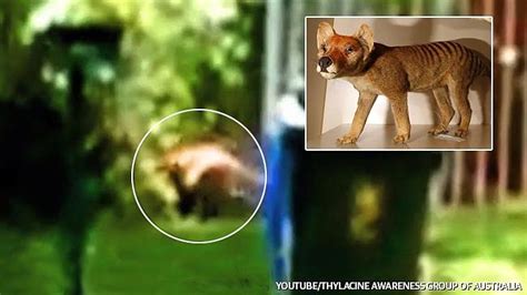 Footage claims to show a Tasmanian tiger roaming the Adelaide Hills | The Advertiser