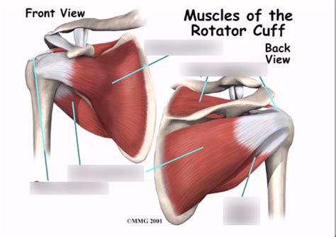 Muscles of the rotator cuff Diagram | Quizlet