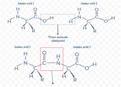 Select an appropriate chemical bond among ester bond, glycosidic bond, peptide bond and hydrogen ...