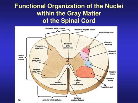 PPT - Gross Anatomy of the Spinal Cord PowerPoint Presentation - ID:776858