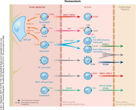 [PDF] Chemokines and chemokine receptors: positioning cells for host ...