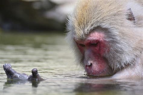 Japan's Snow Monkeys, and How to Visit Them | Travel For Wildlife