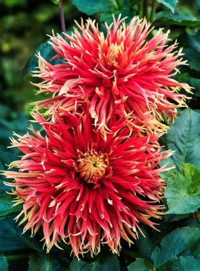 27 Best Red Dahlia Varieties for the Garden | Red Dahlia Meaning and Symbolism