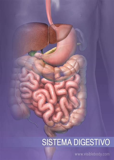 Spijsverteringsstelsel/leer anatomie | TJMBB