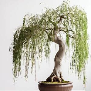 Amazon.com : Dwarf Weeping Willow Tree Cutting - Burning Bush Weeping ...