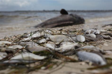 Florida red tide killing marine animals, summer tourism